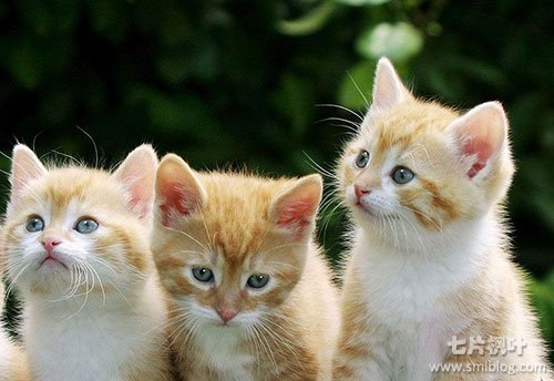 如何用Photoshop制作圆角图片? 如何用Photoshop制作圆角图片?